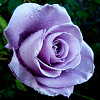 Роза чайно-гибридная Блю Мун фото 4 
