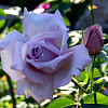 Роза чайно-гибридная Блю Мун фото 1 