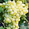 Виноград плодовый Белое Чудо фото 1 