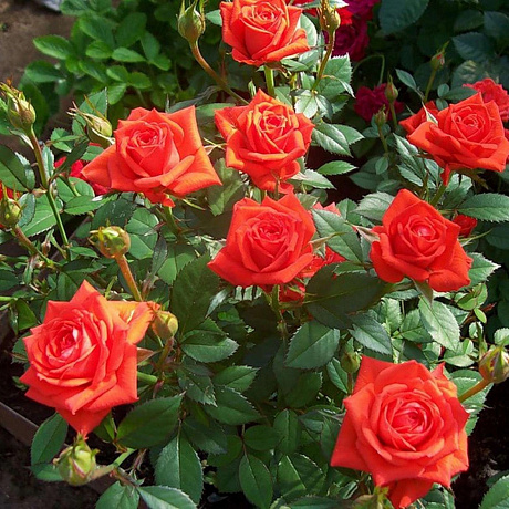 Роза почвопокровная Миниатюра Ориндж фото Роза почвопокровная Миниатюра Ориндж 
