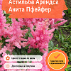 Астильба Арендса Анита Пфейфер фото 2 