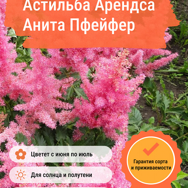 Астильба Арендса Анита Пфейфер фото 2 
