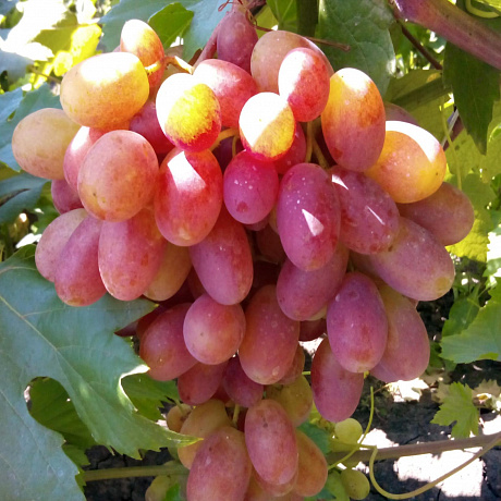 Виноград плодовый Преображение