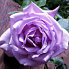 Роза чайно-гибридная Блю Мун фото 2 