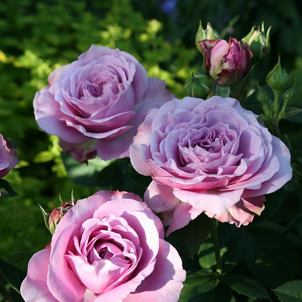 Роза чайно-гибридная Блю Мун фото 3 