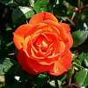 Роза почвопокровная Миниатюра Ориндж фото 1 