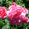 Роза флорибунда Маджента Диадем фото 3 