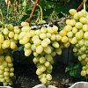Виноград плодовый Лора фото 1 