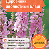 Дербенник иволистный Блаш фото 1 
