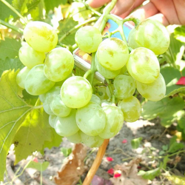 Виноград плодовый Белое Чудо фото 4 